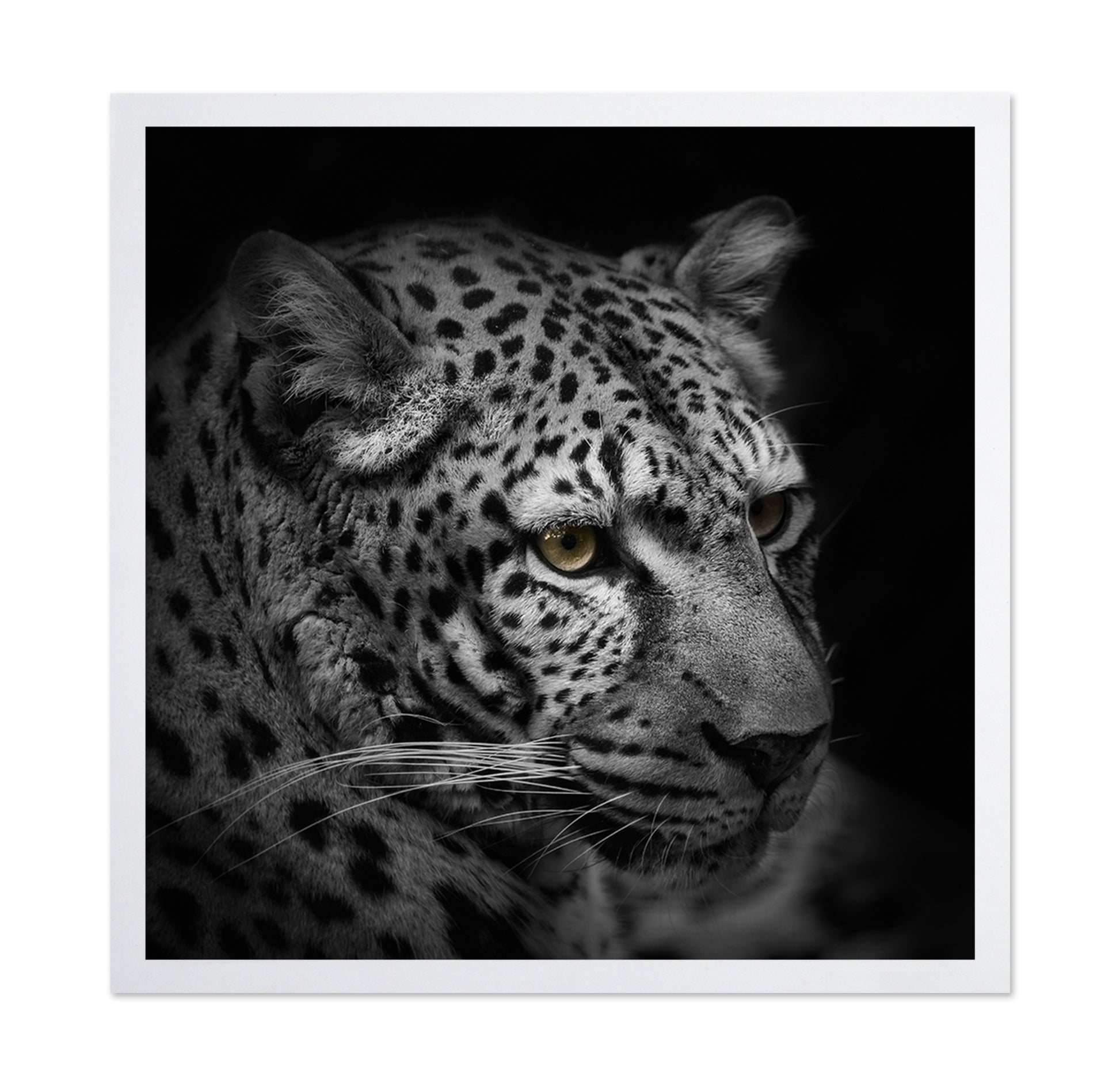 Monochrome Hunter
