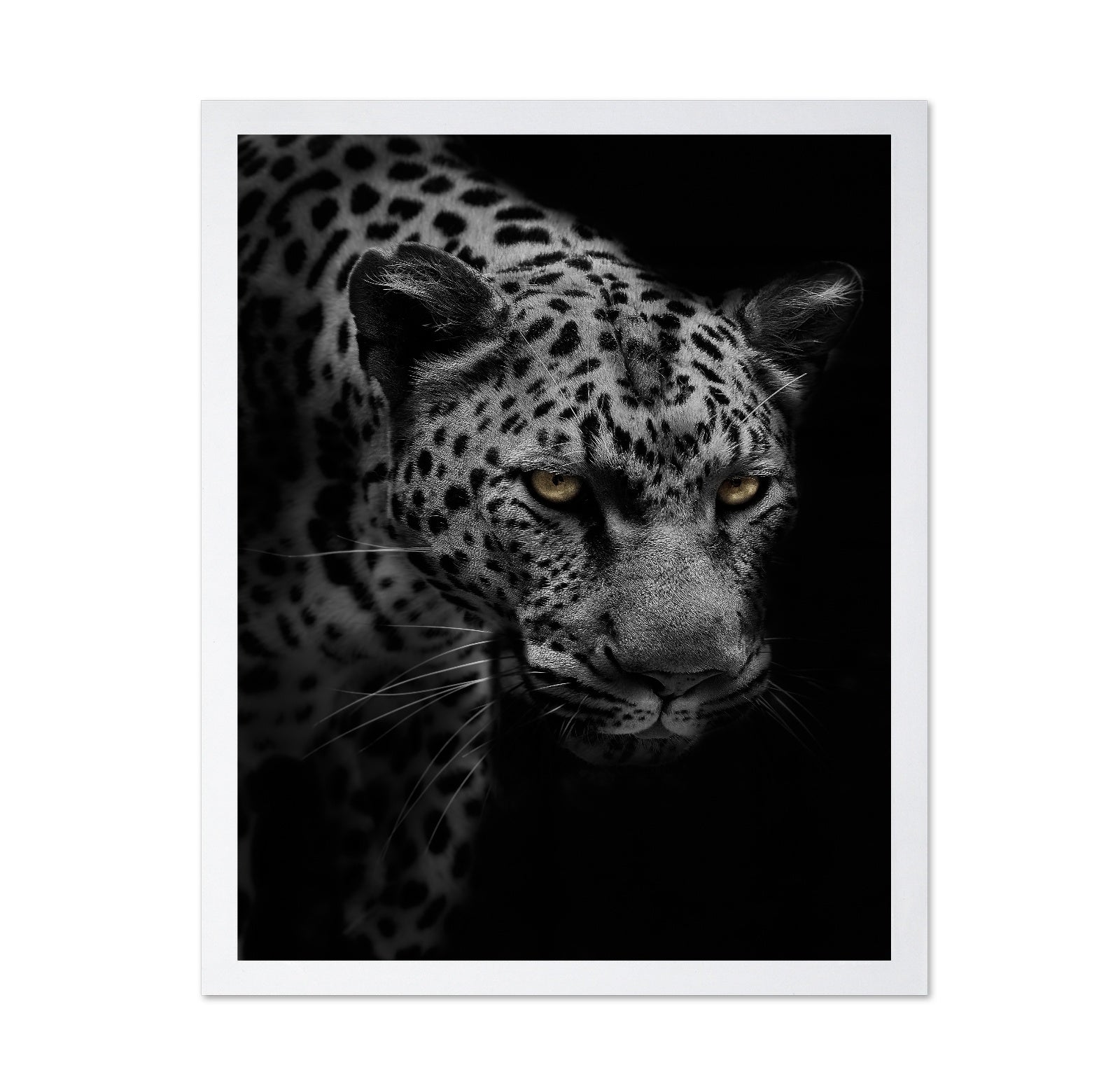 Portrait of Leopard