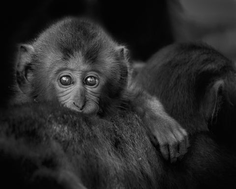 Monkey Baby