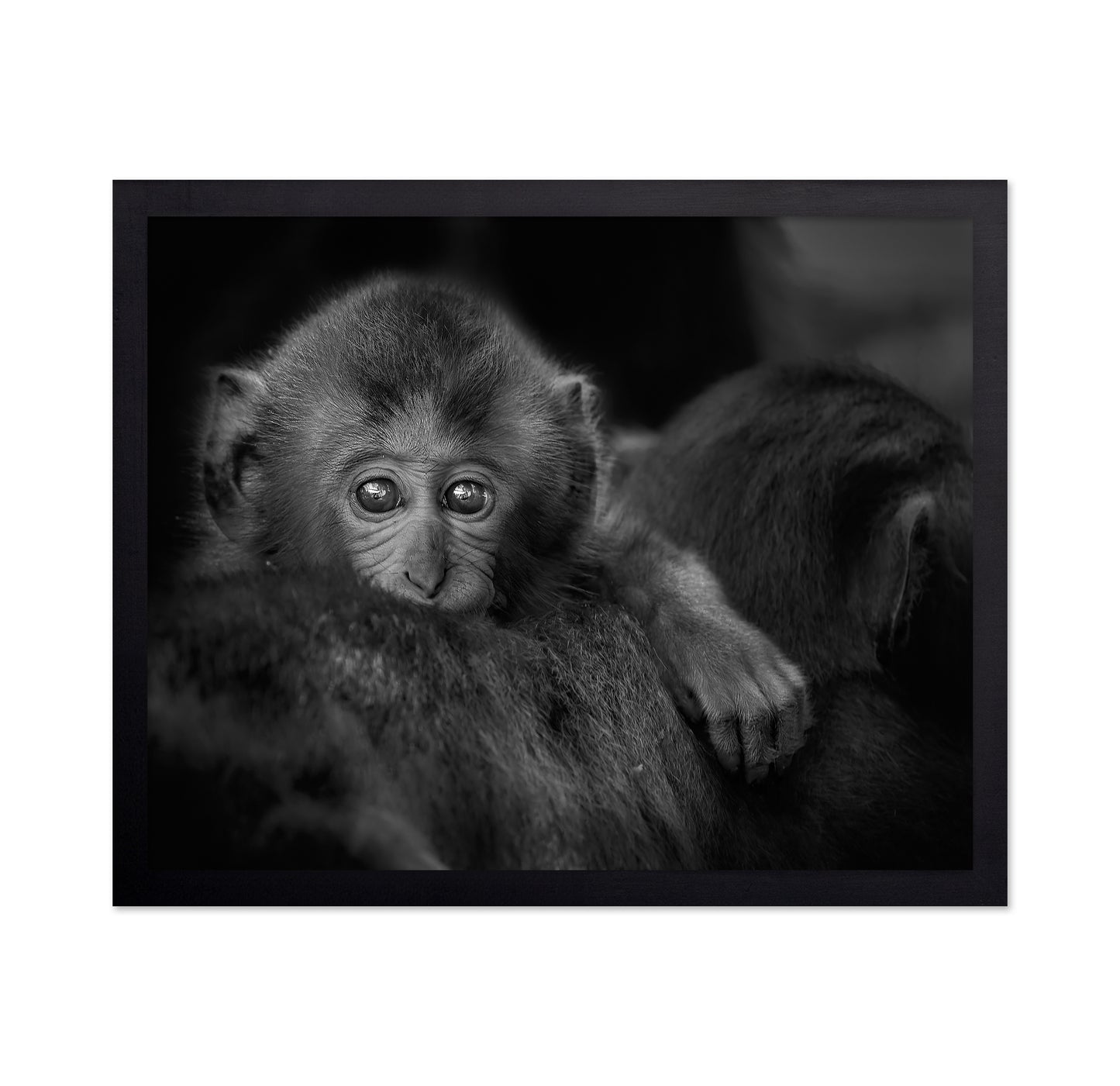 Monkey Baby