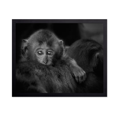 Monkey Baby