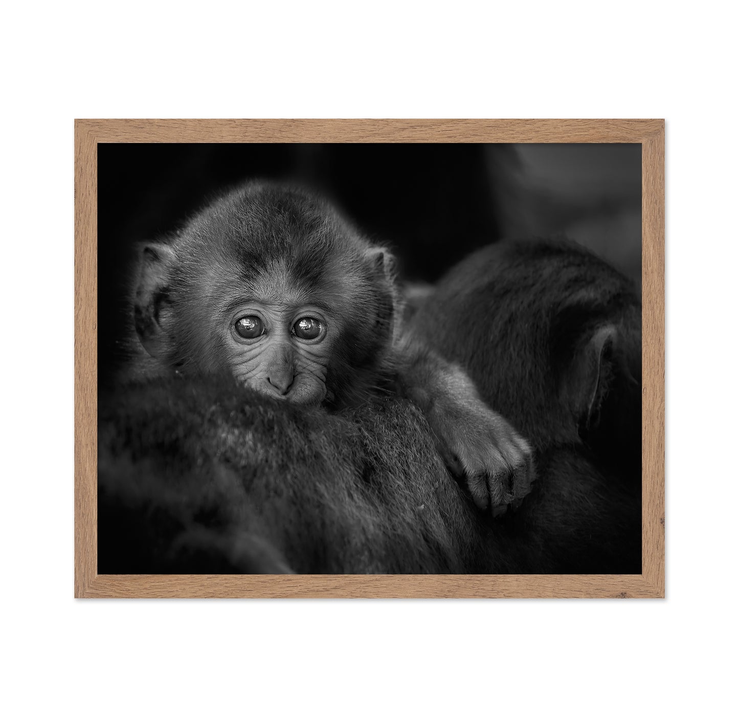 Monkey Baby