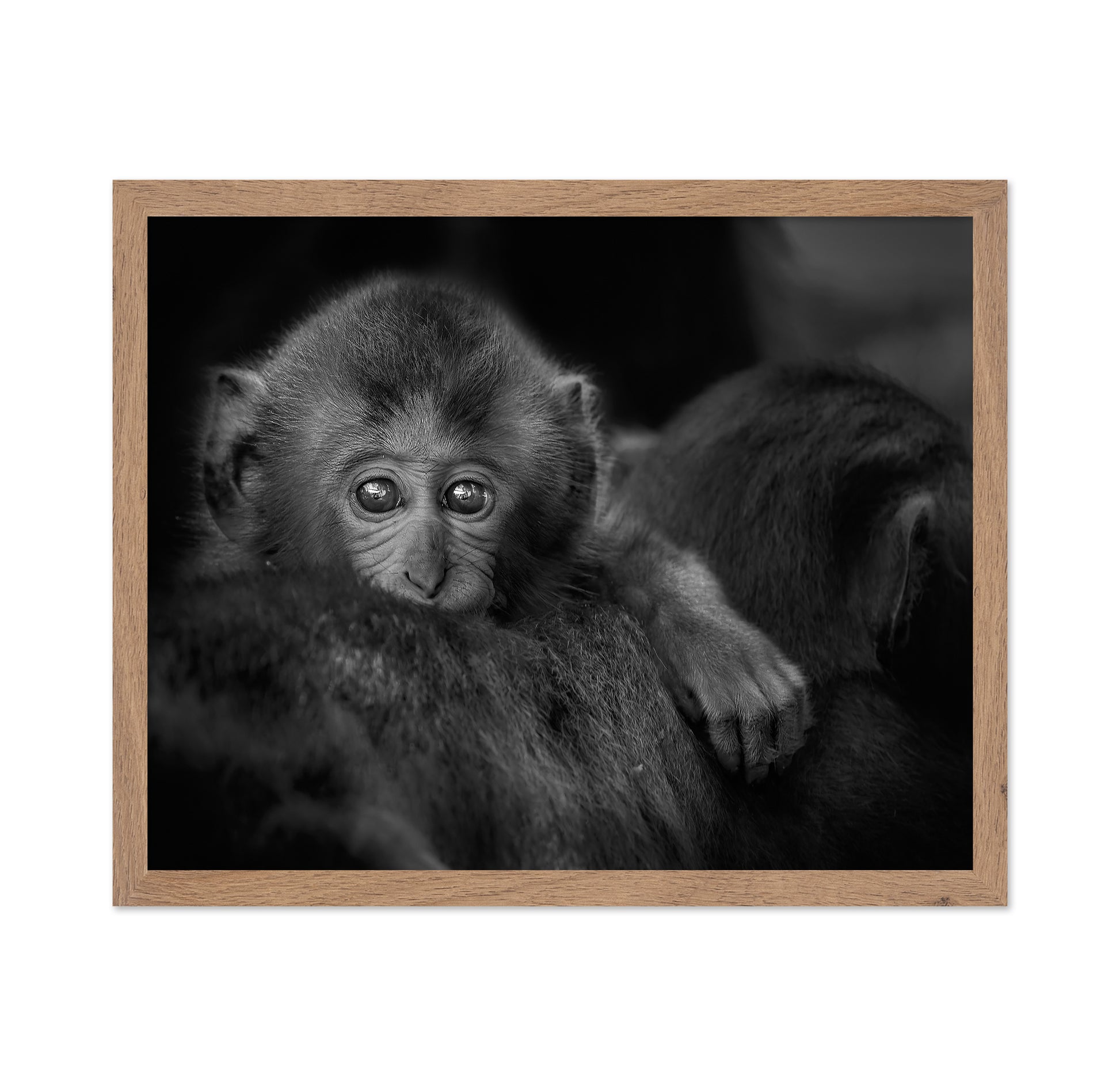 Monkey Baby