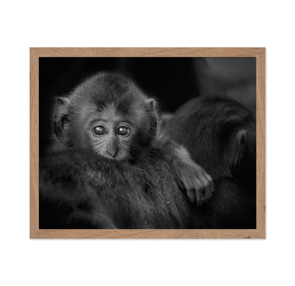 Monkey Baby