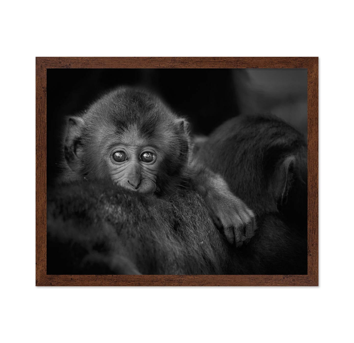 Monkey Baby