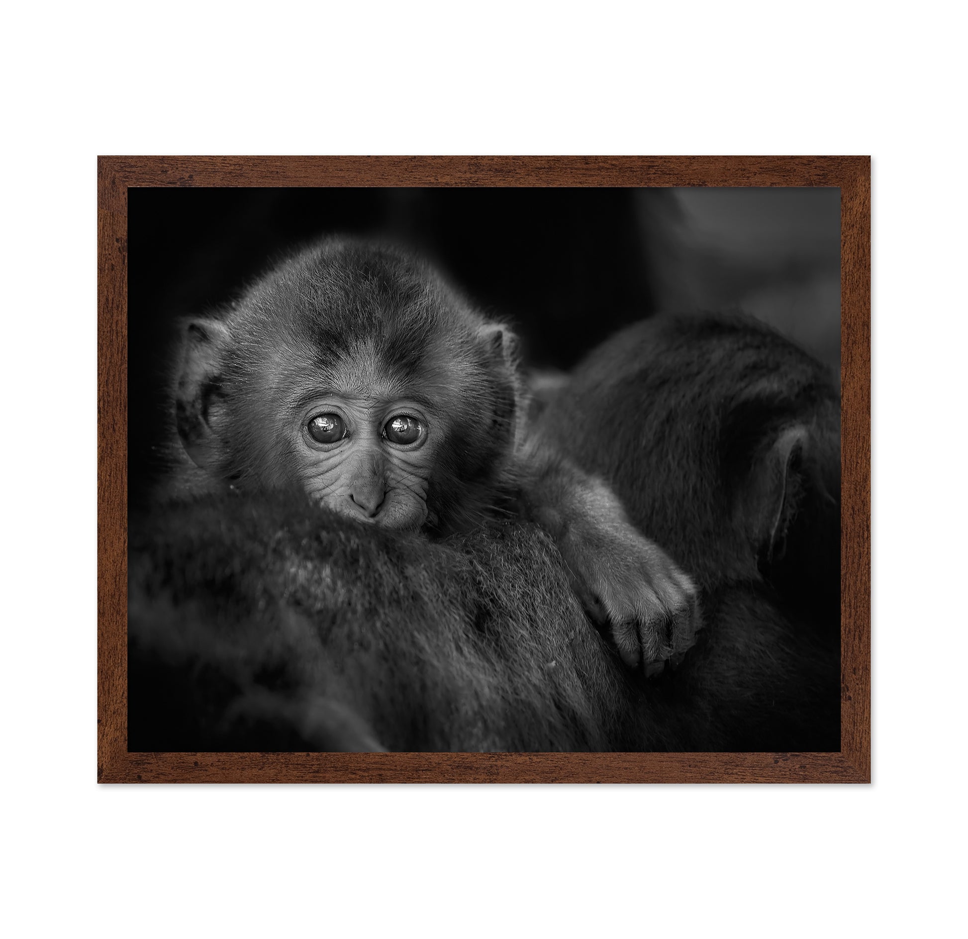 Monkey Baby