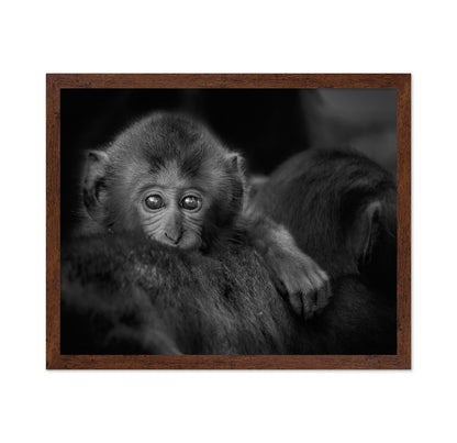 Monkey Baby
