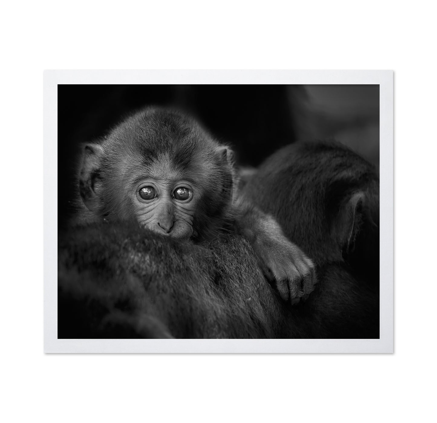 Monkey Baby