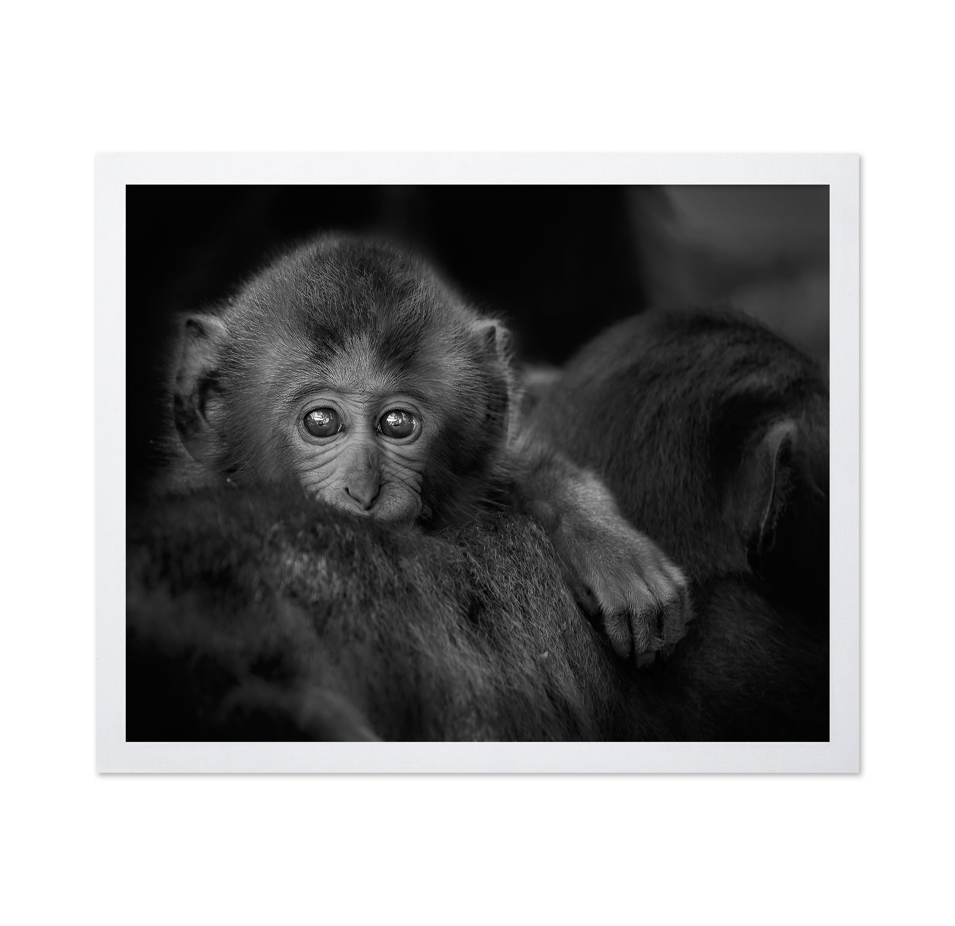 Monkey Baby