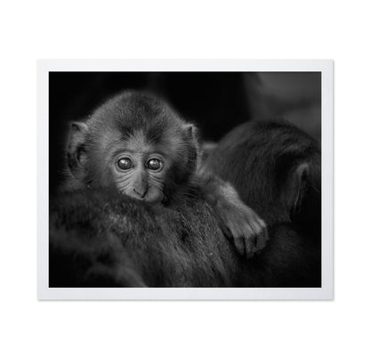 Monkey Baby