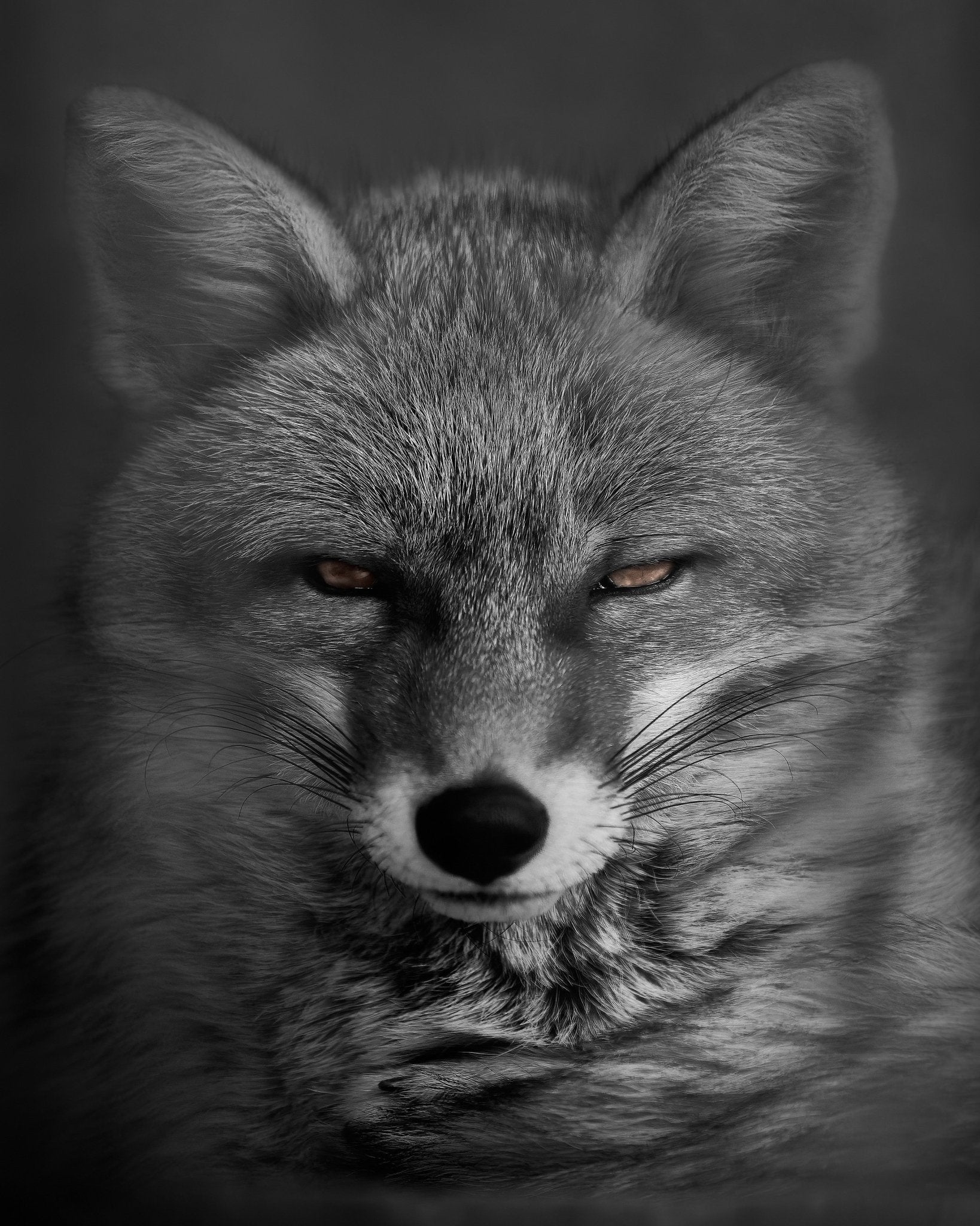 Fox's Gaze