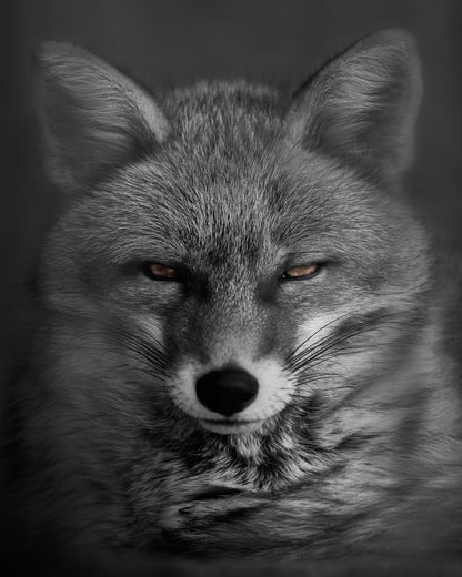 Fox's Gaze