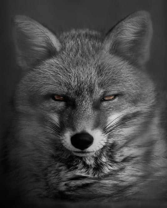 Fox's Gaze