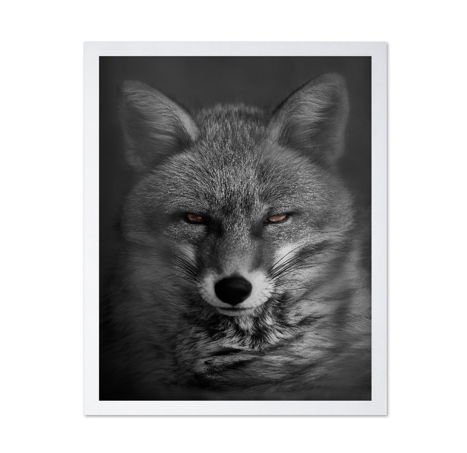 Fox's Gaze