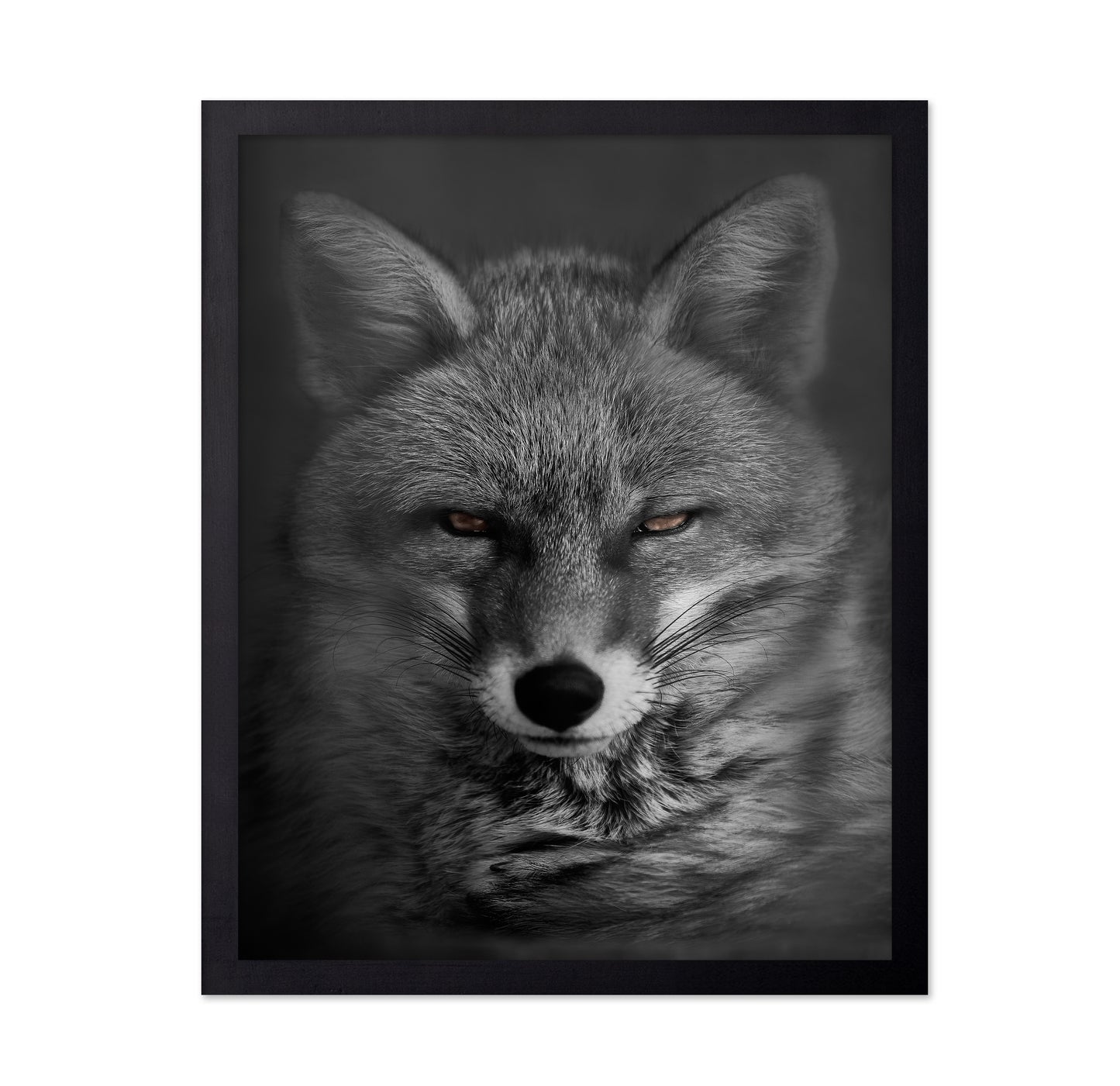 Fox's Gaze