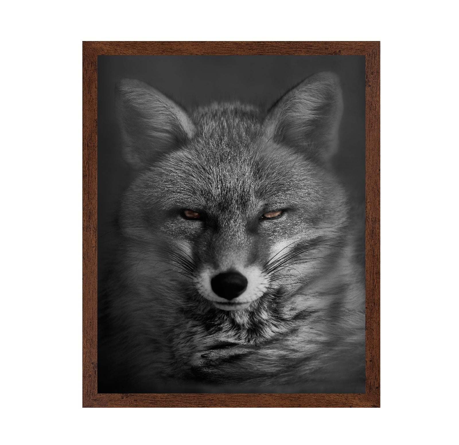 Fox's Gaze
