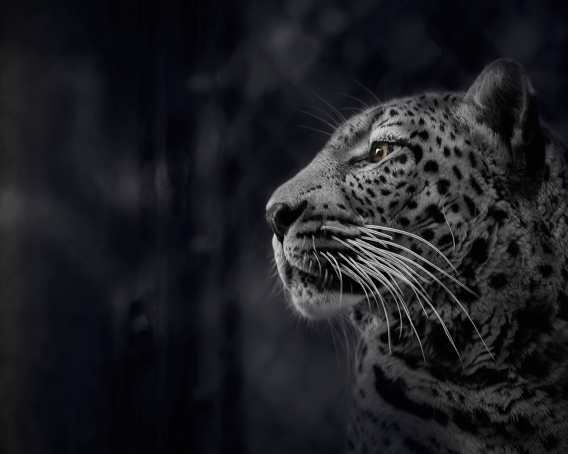 Gaze into the Darkness