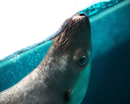 Playful Seal