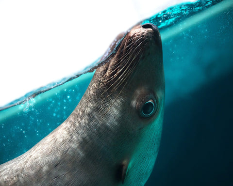Playful Seal