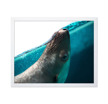 Playful Seal