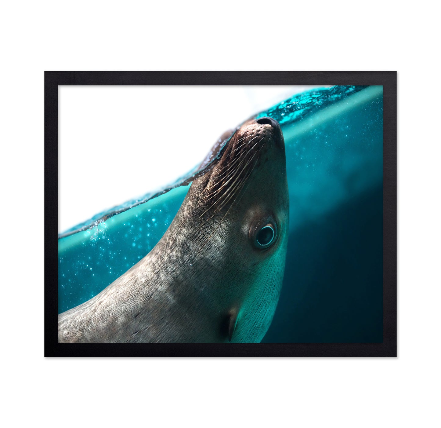 Playful Seal