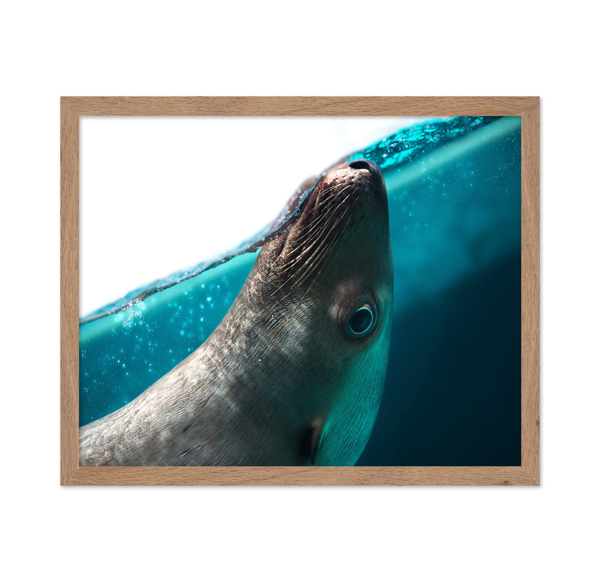 Playful Seal