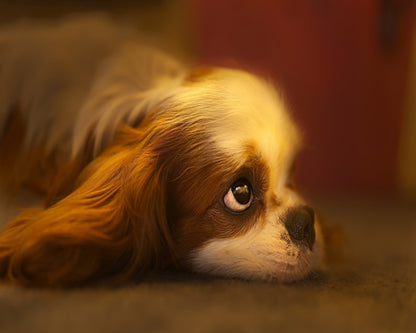 A Gentle Gaze