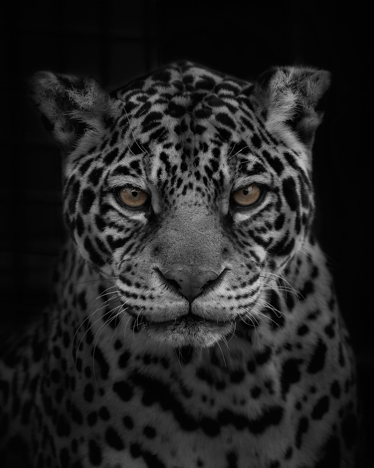 Jaguar's Gaze