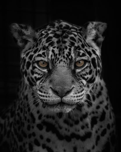 Jaguar's Gaze