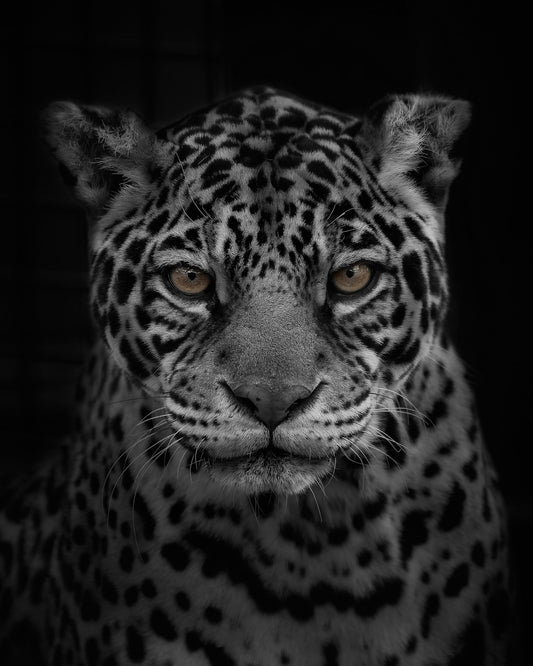 Jaguar's Gaze