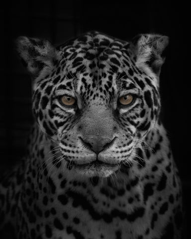 Jaguar's Gaze