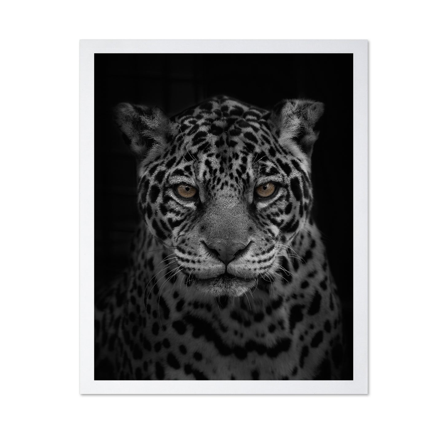 Jaguar's Gaze
