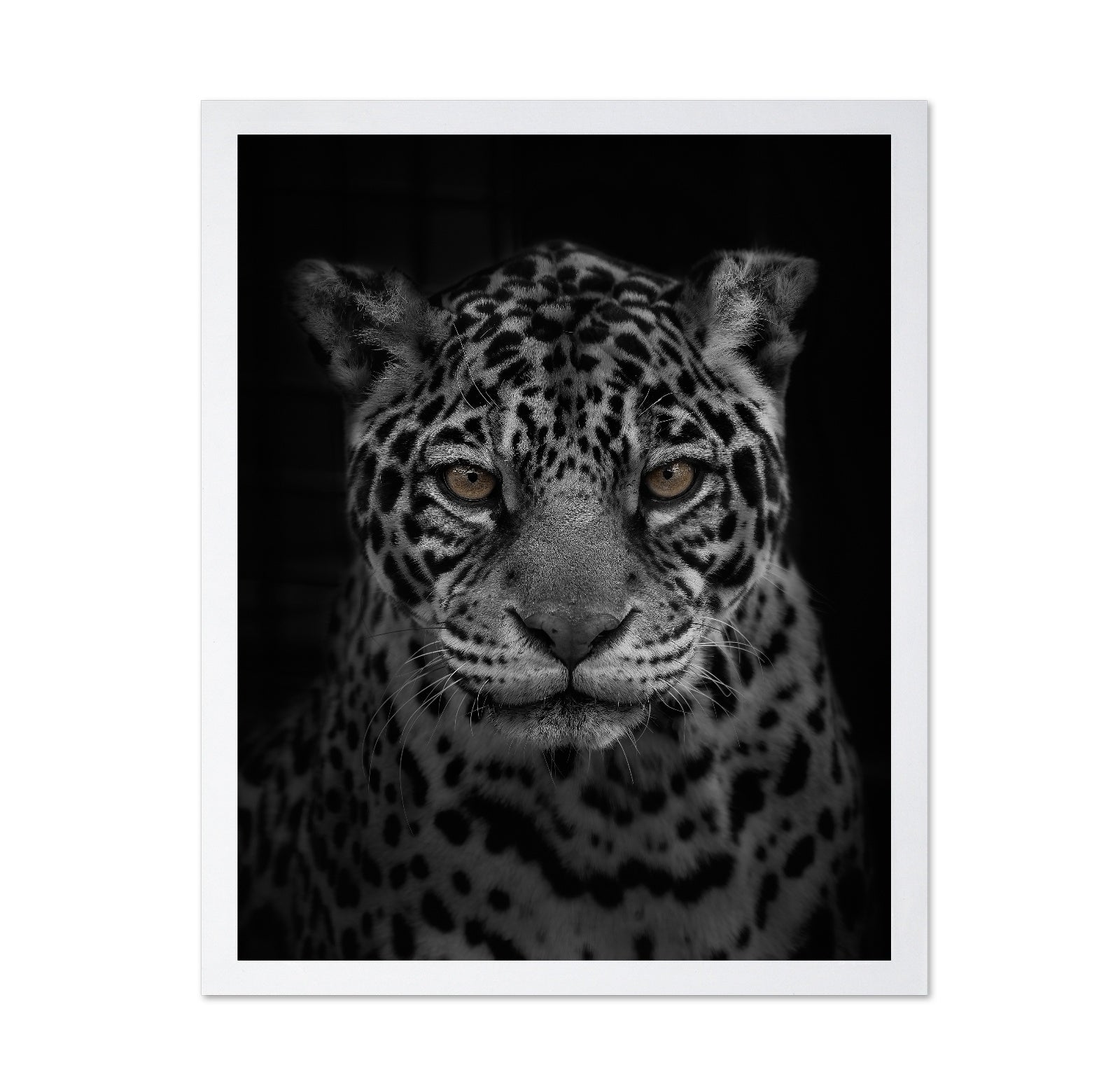 Jaguar's Gaze
