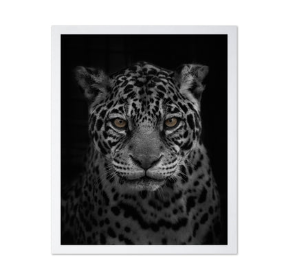 Jaguar's Gaze