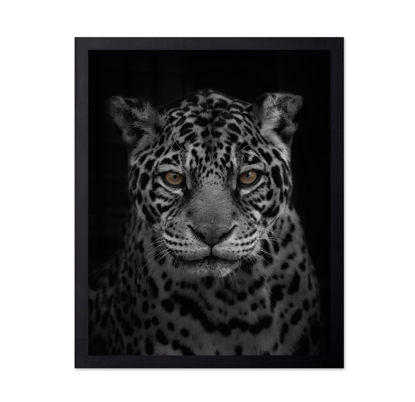 Jaguar's Gaze