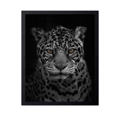 Jaguar's Gaze