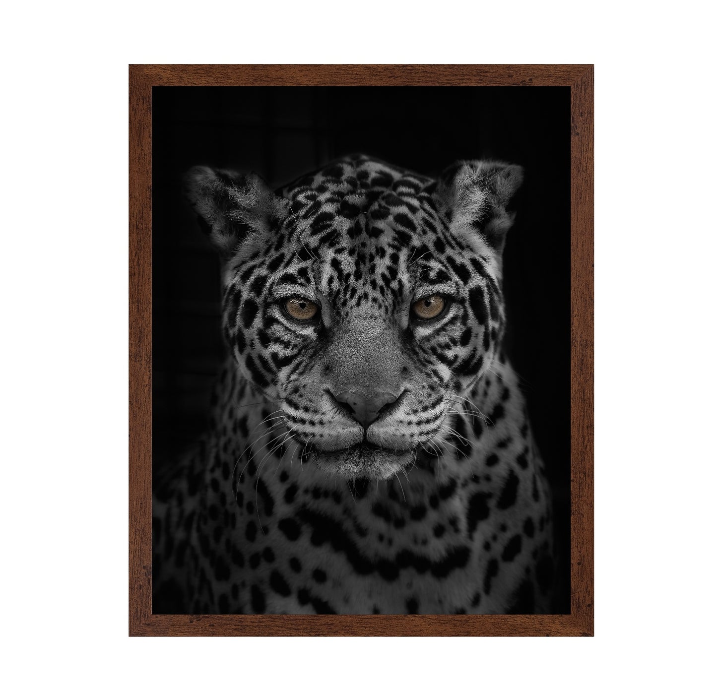 Jaguar's Gaze