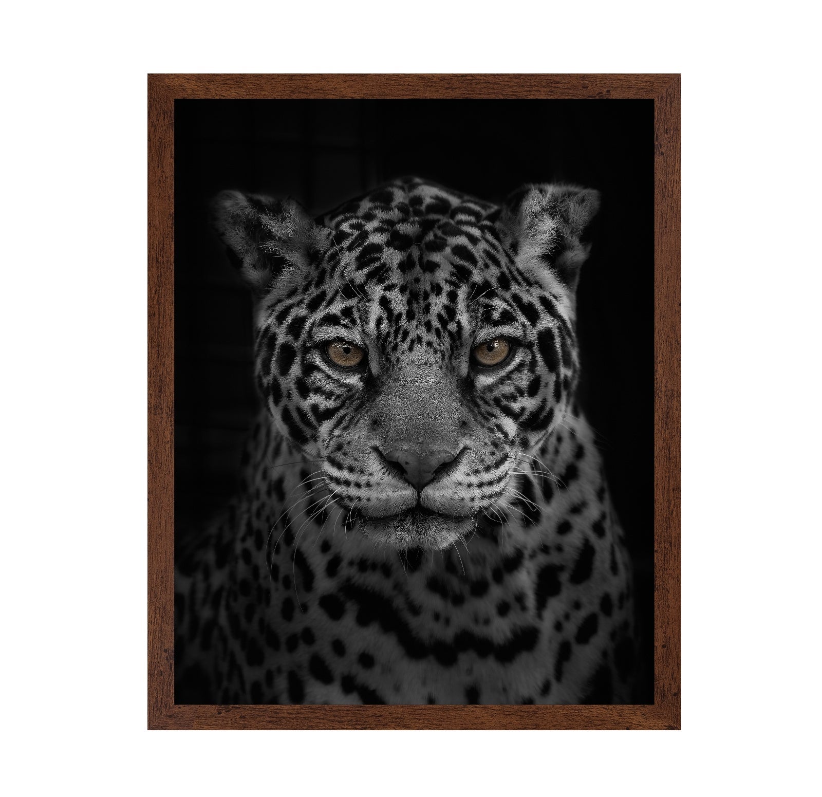 Jaguar's Gaze