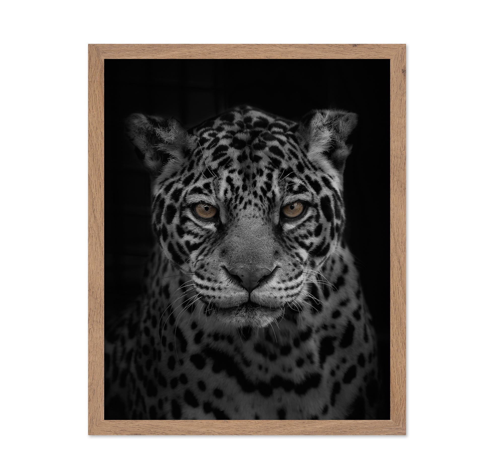 Jaguar's Gaze
