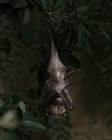 Bat's Siesta