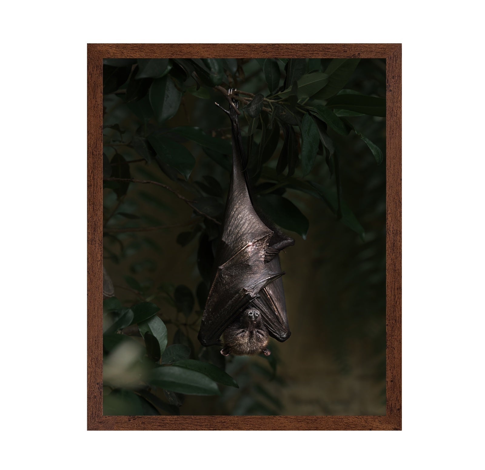 Bat's Siesta
