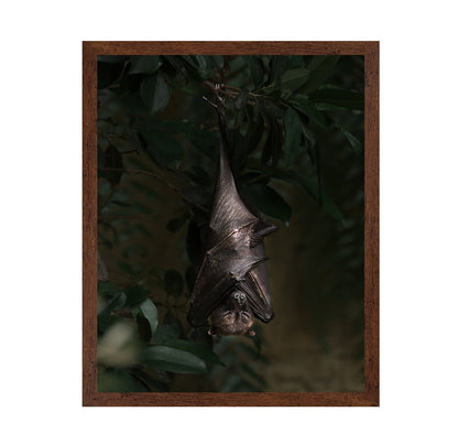 Bat's Siesta