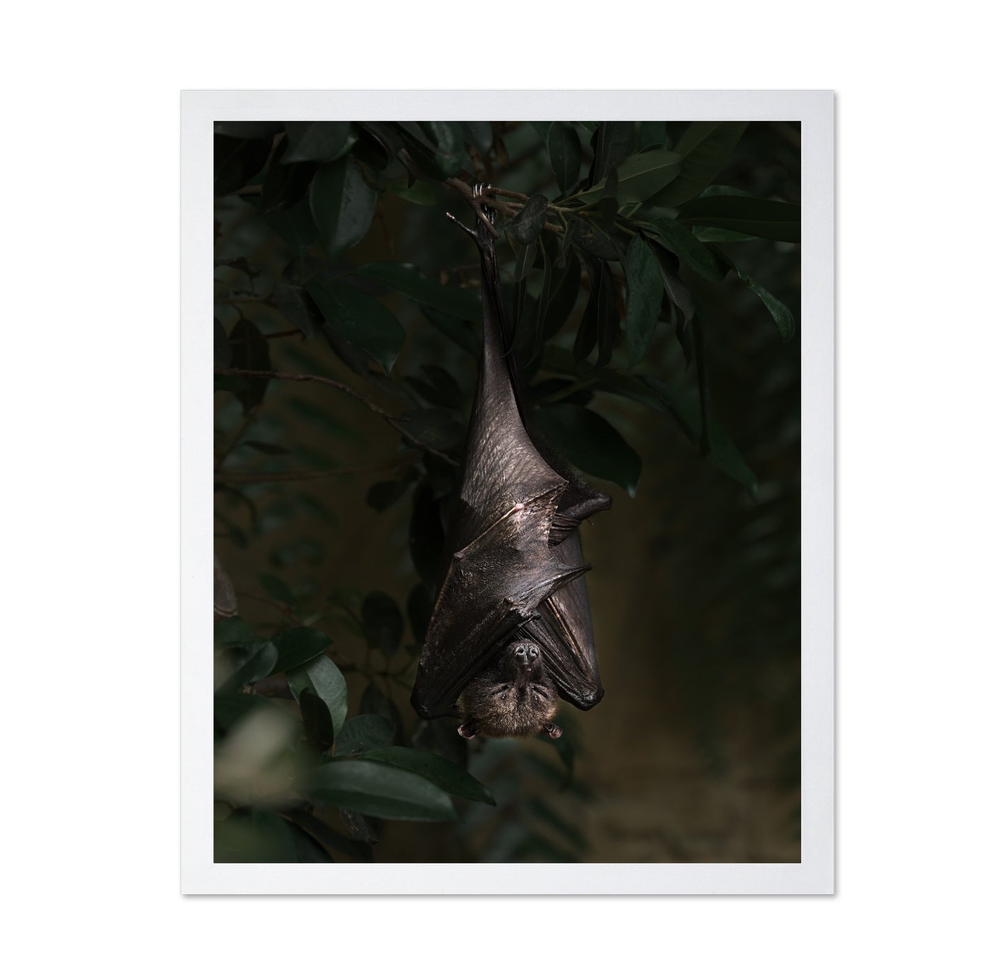 Bat's Siesta