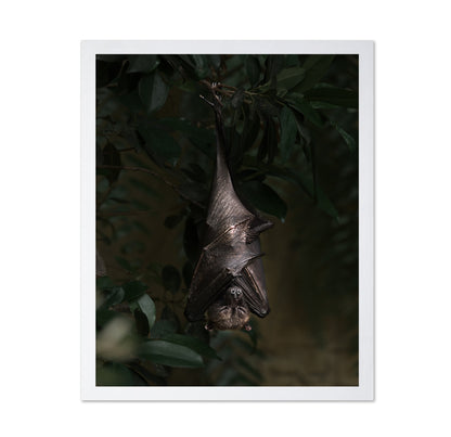 Bat's Siesta