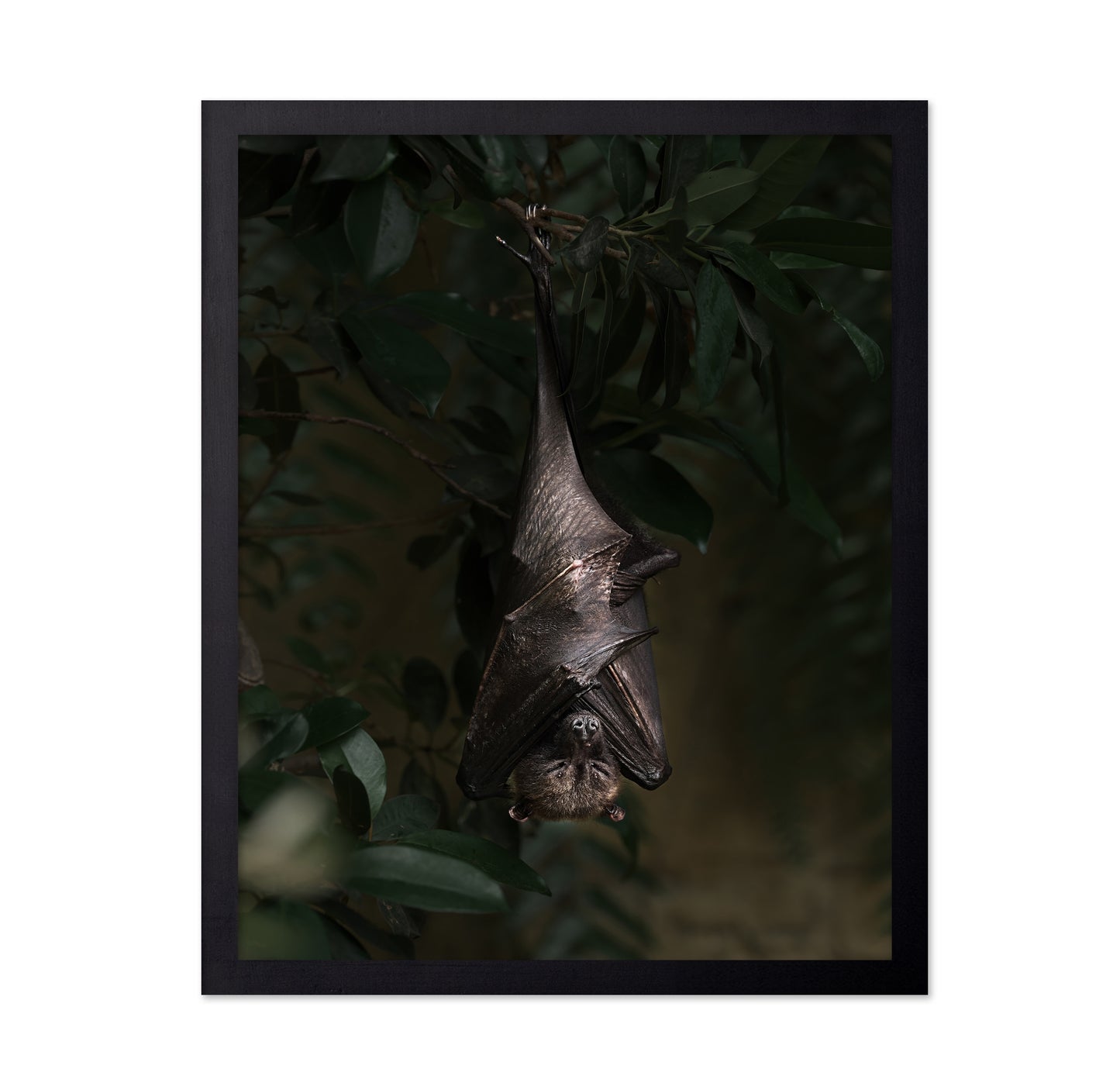 Bat's Siesta