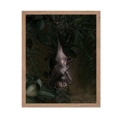 Bat's Siesta