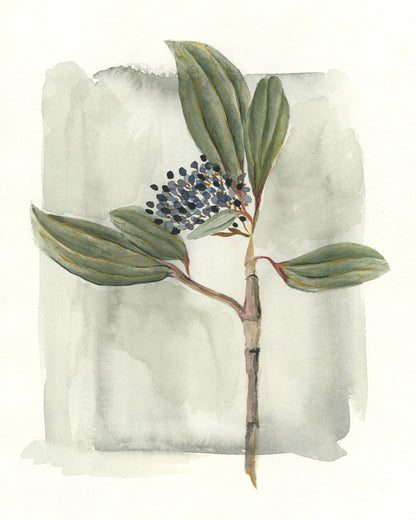 Viburnum Davidii