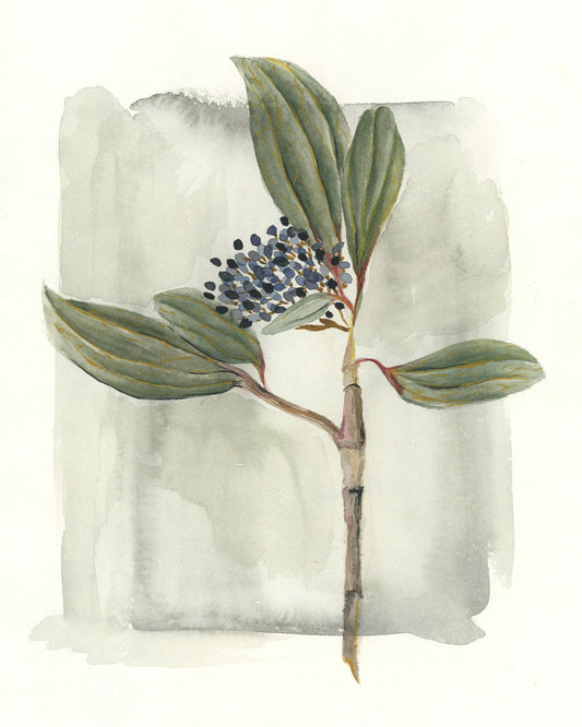 Viburnum Davidii