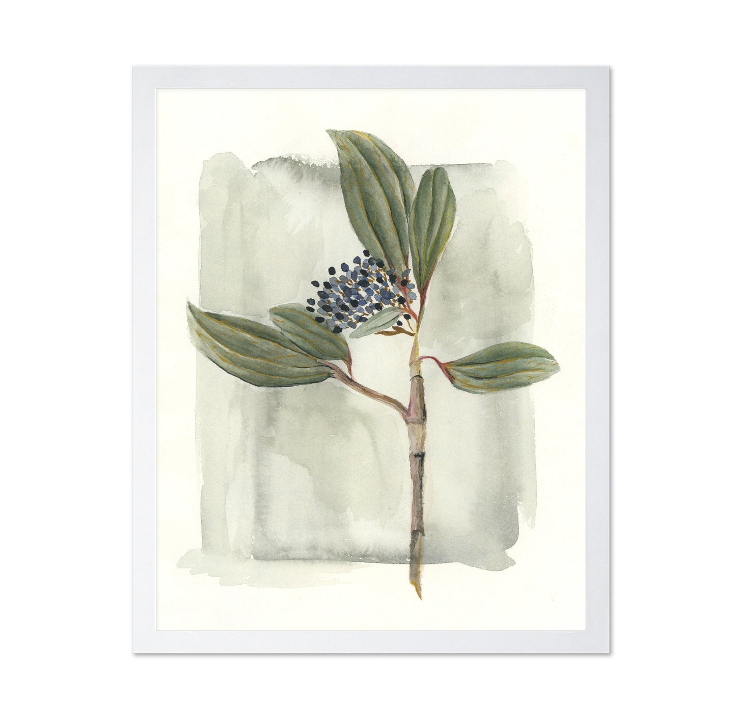 Viburnum Davidii
