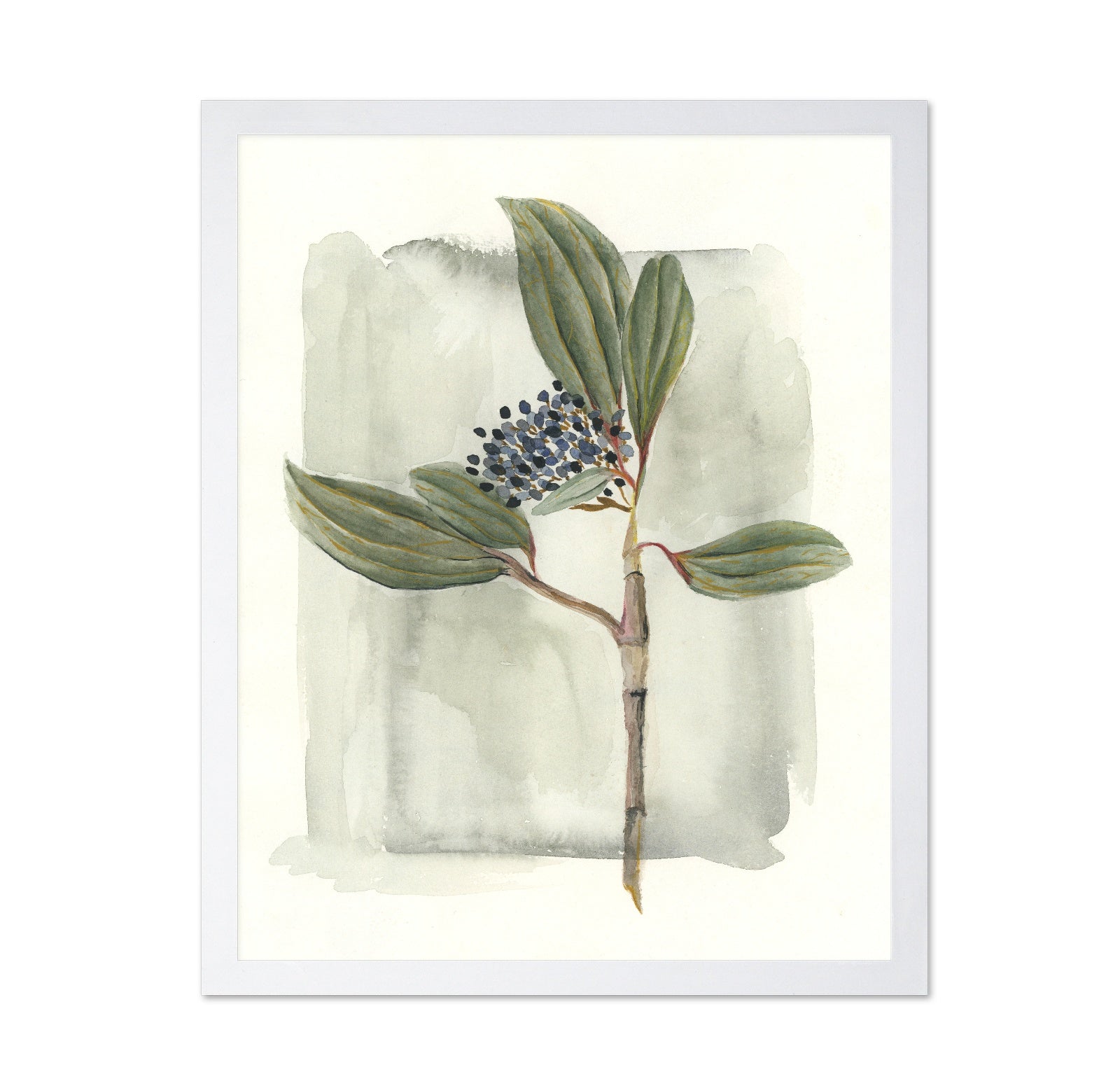 Viburnum Davidii